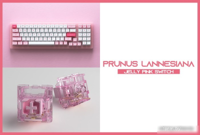 Akko ACR 98 Mini Prunus Lannesiana (Akko CS Jelly White) 